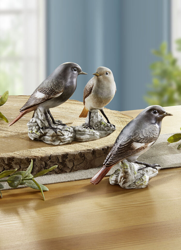 Gekraagde Roodstaart - Vogel van het Jaar 2025 