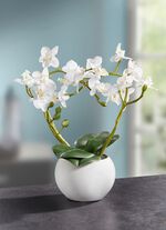 Orchidee&euml;n arrangement in een keramische pot 