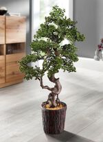Lariks-bonsai in magnesiapot 