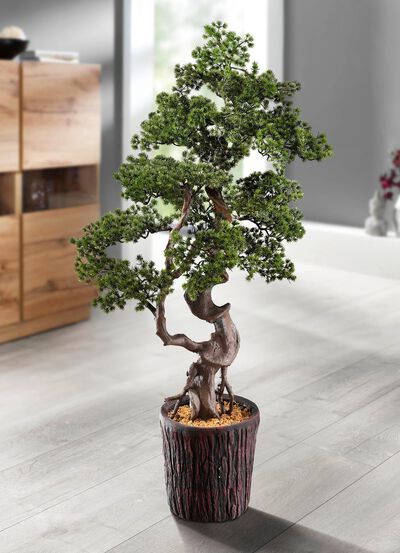 Lariks-bonsai in magnesiapot 