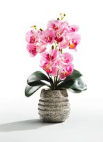 Orchidee&euml;n arrangement in een pot ROZE