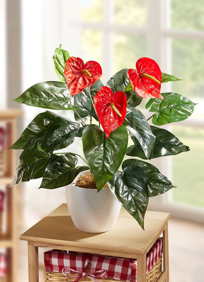 Anthurium in de pot 