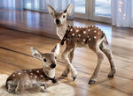 Fawn - liegen 