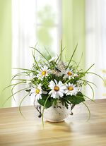 Margrietenbloemstuk in pot 