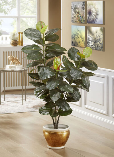 Rubberboom in een pot 