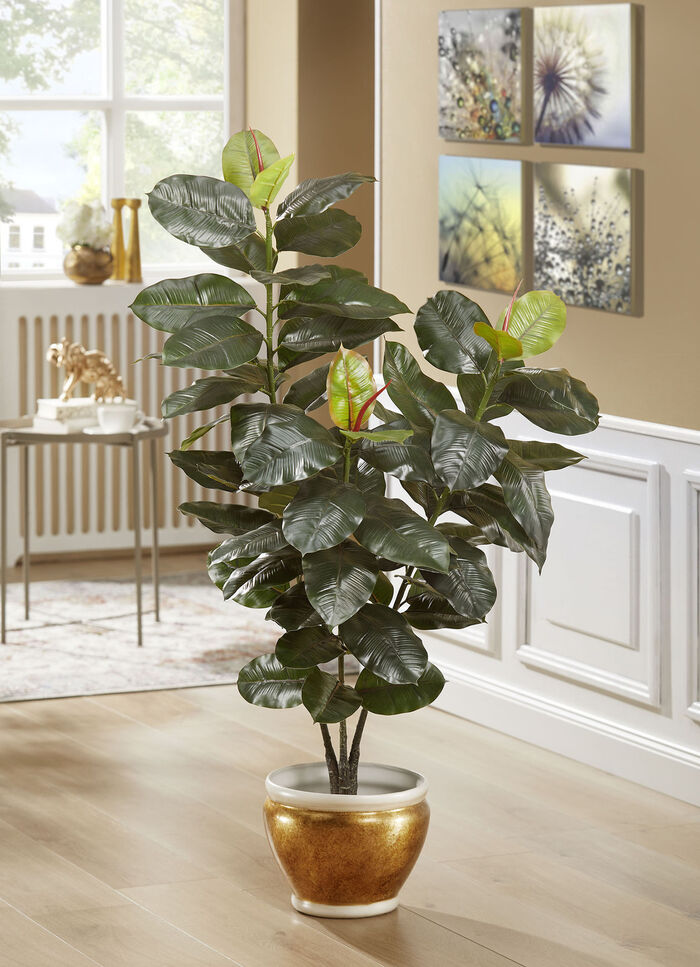 Rubberboom in een pot 