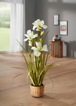 Mooie lelie in een pot WEISS