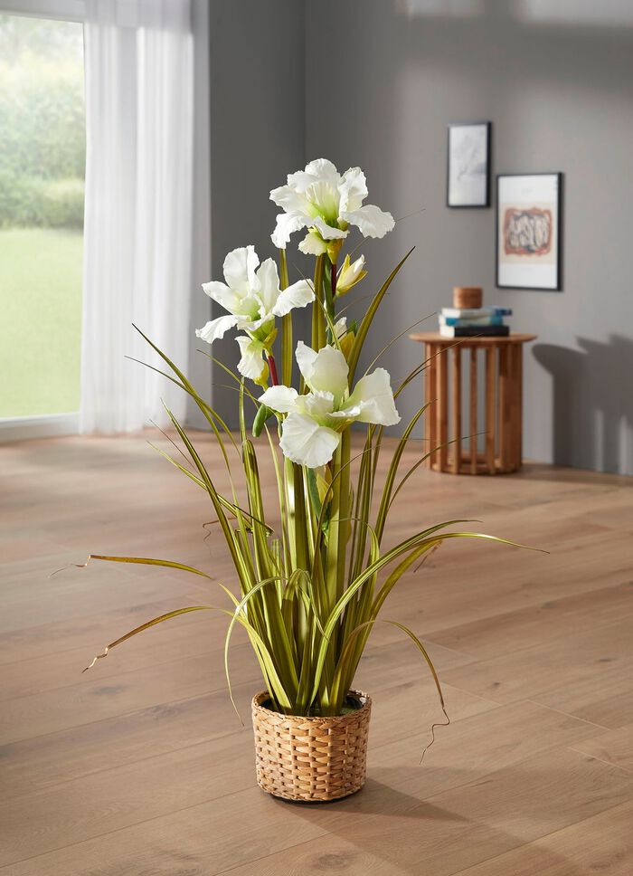 Mooie lelie in een pot WEISS