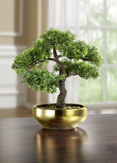 Bonsai in een keramische kom 