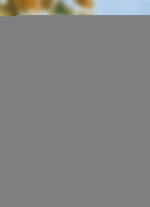 Raamdecoratie van echt kantwerk uit Plauen 