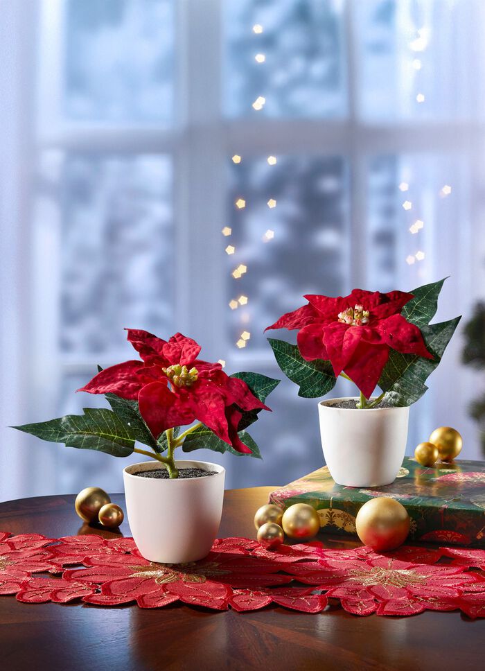 Mini kerstster bloemen in een pot, set van 2 
