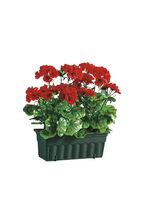 Bedrieglijk echt uitziende geraniums met balkonbak 