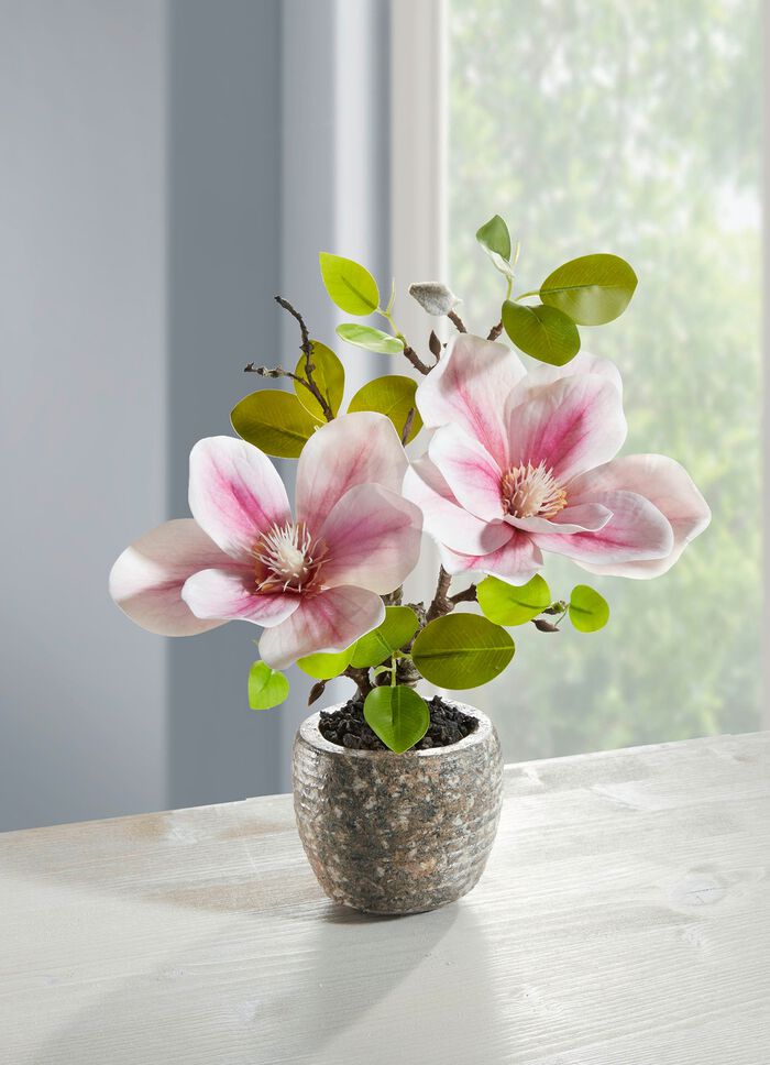 Betoverende magnolia in een pot 