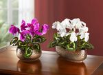 Cyclamen in de schelp ROZE