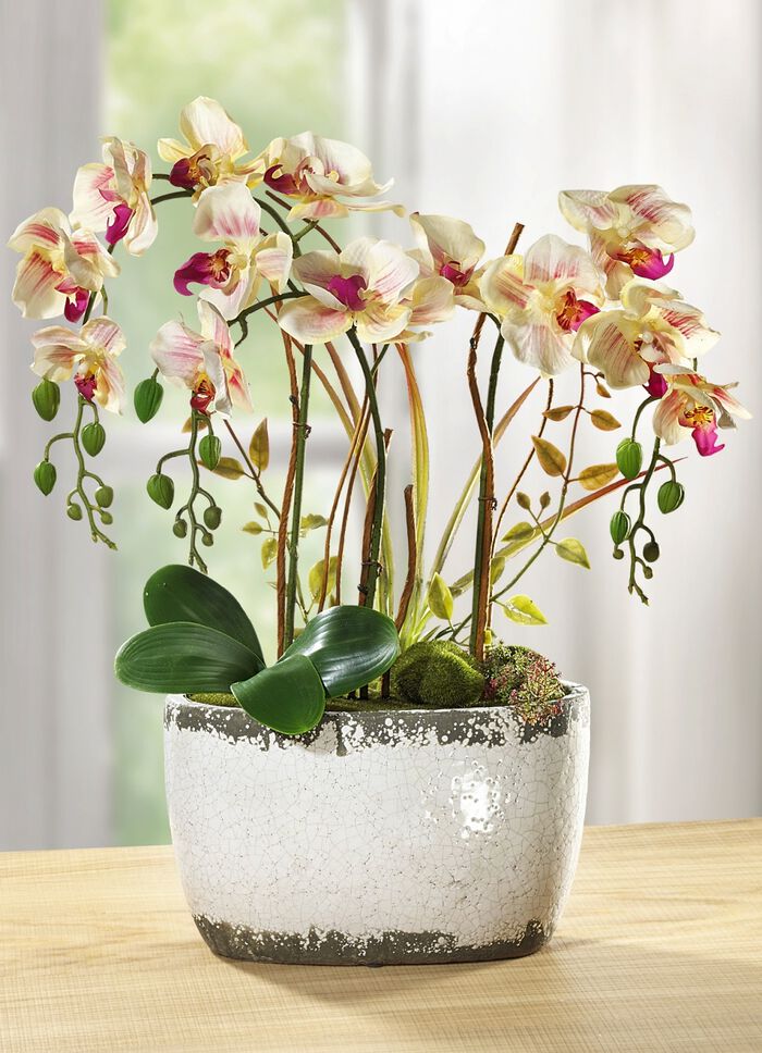 Orchidee in keramische pot 