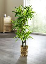 Dracena reflexa palmboom 
