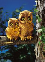 Zonlicht uilenpaar BRUIN