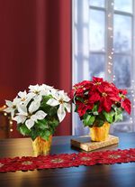 Kerstster in een pot 