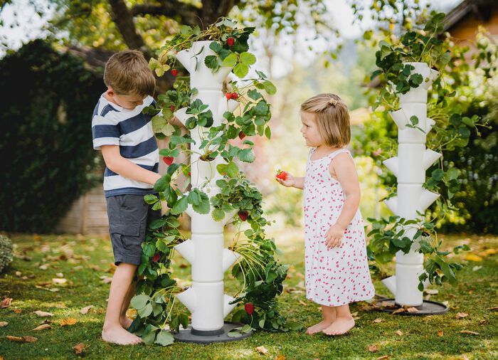 Sissi Aardbeienplantsysteem 