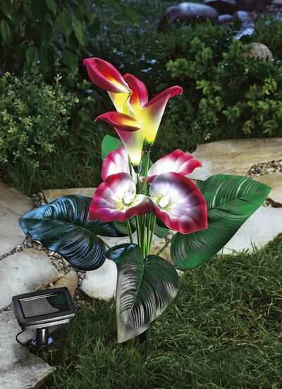 Calla-zonnelicht 