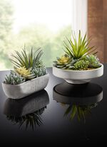 Succulentarrangement in een cementen schaal 