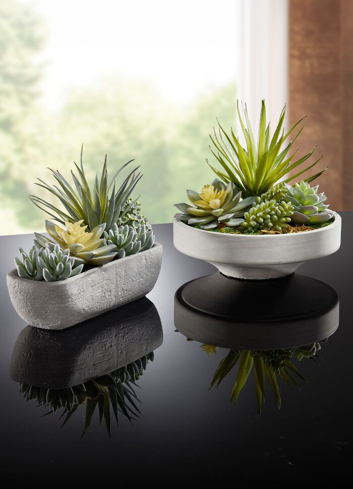 Succulentarrangement in een cementen schaal 