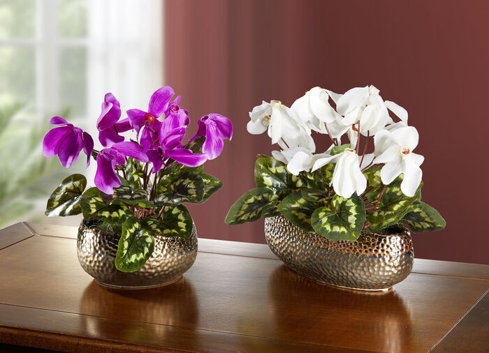 Cyclamen in de schelp ROZE