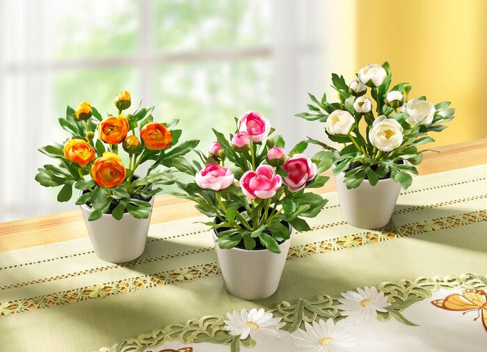 Ranonkels, set van 3 