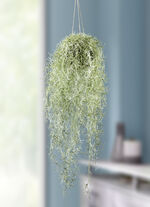 Levensechte moshanger 