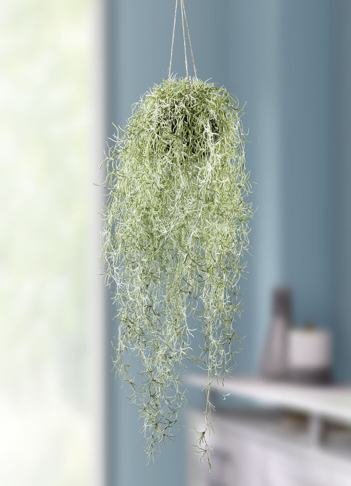 Levensechte moshanger 