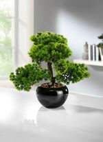 Lariks bonsai 