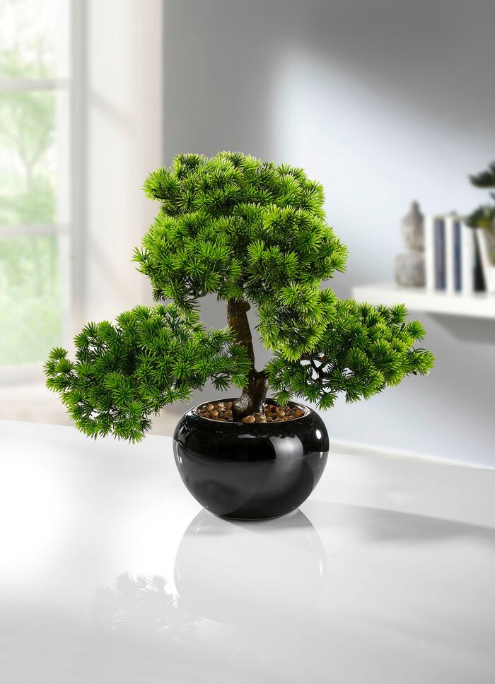 Lariks bonsai 