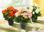 Begonia struik in pot, set van 3 