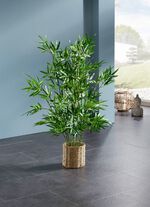 Bamboe in waterhyacintmand 