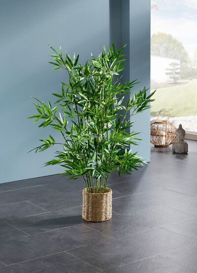 Bamboe in waterhyacintmand 