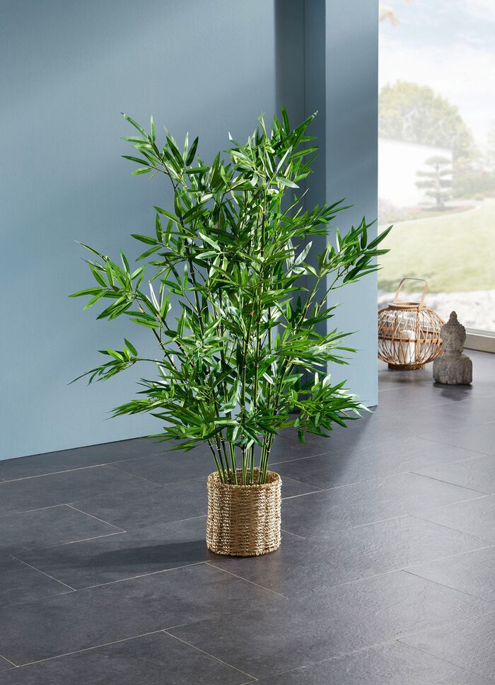 Bamboe in waterhyacintmand 