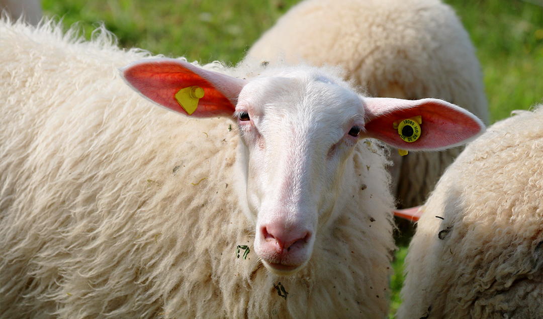 Wit schaap kijkt je aan