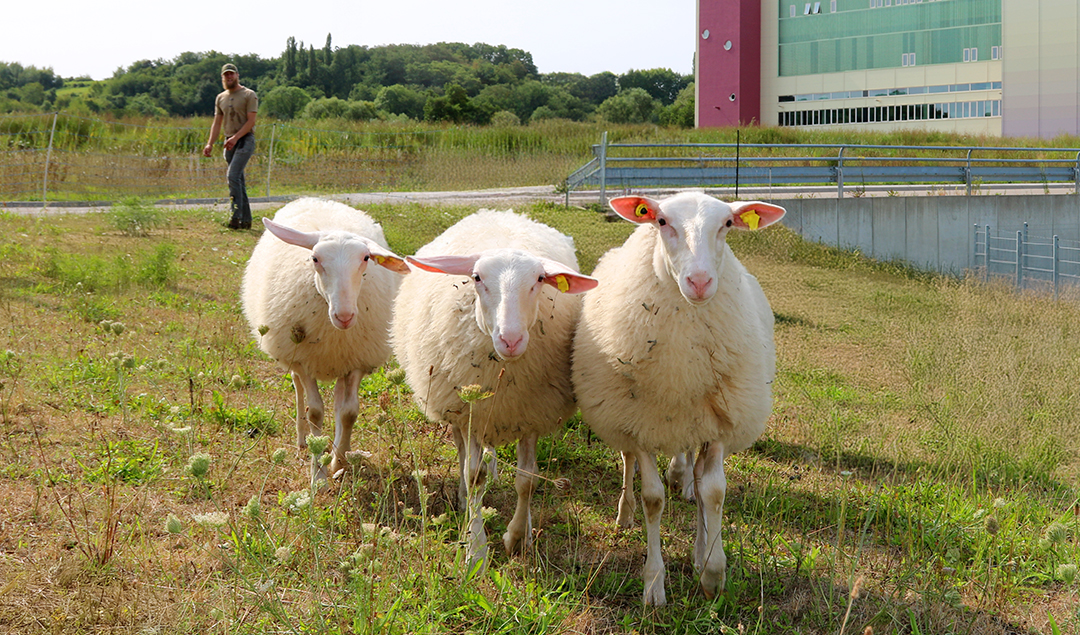 3 witte schapen met hun herder