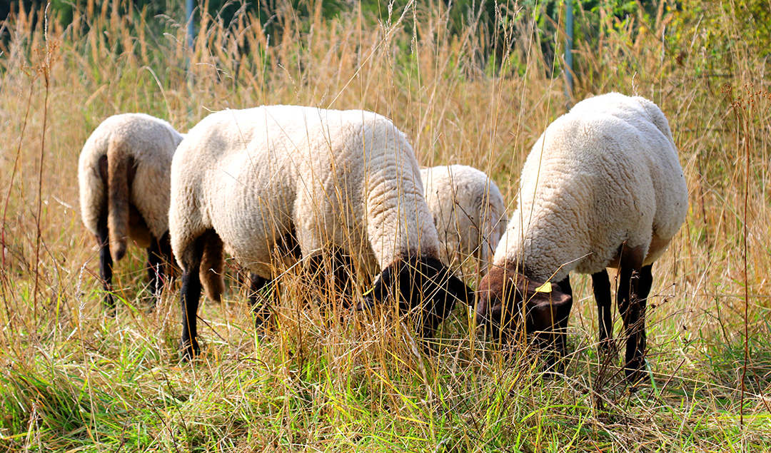 Sheep with white coat and black face grazing